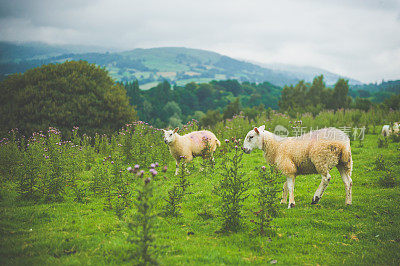 Scottish sheeps